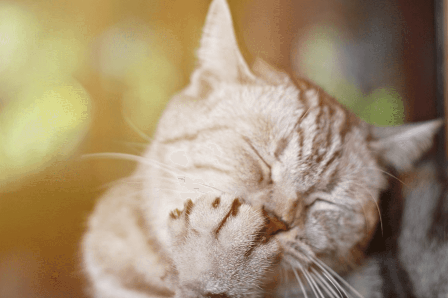 Cat Sneezing Due to Allergies