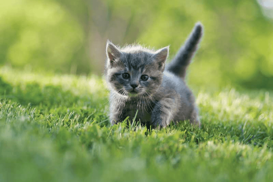 A cat wagging its tail fast