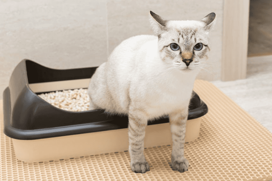 Understanding Cat Constipation