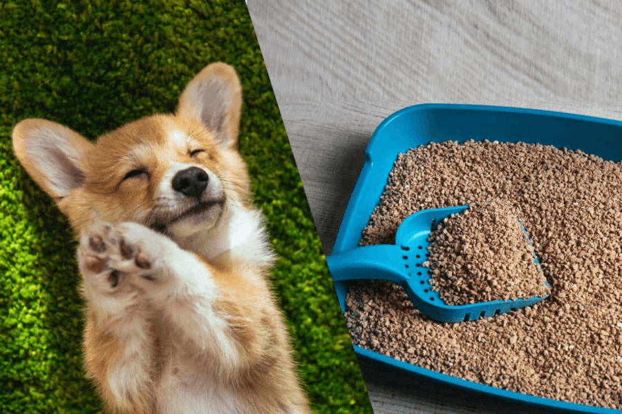 Is Clumping Litter More Dangerous?