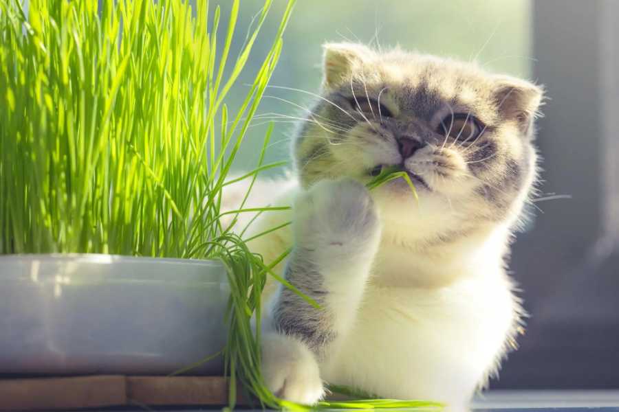 Choosing the Right Cat Grass