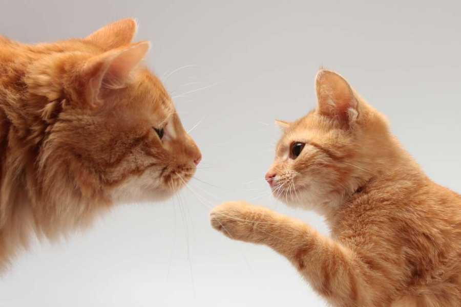 Adult Cats vs. Kittens: The Key Differences