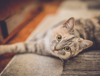 Why Should You Keep Your Cat Indoors? | Tips From A Vet