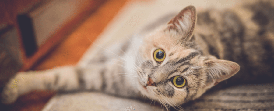 Why Should You Keep Your Cat Indoors? | Tips From A Vet