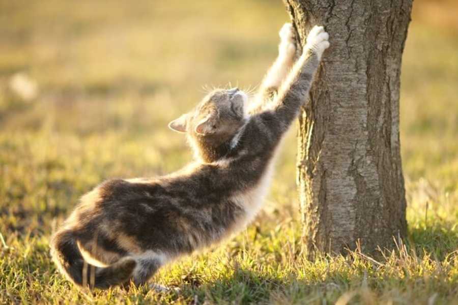 Paw Marking