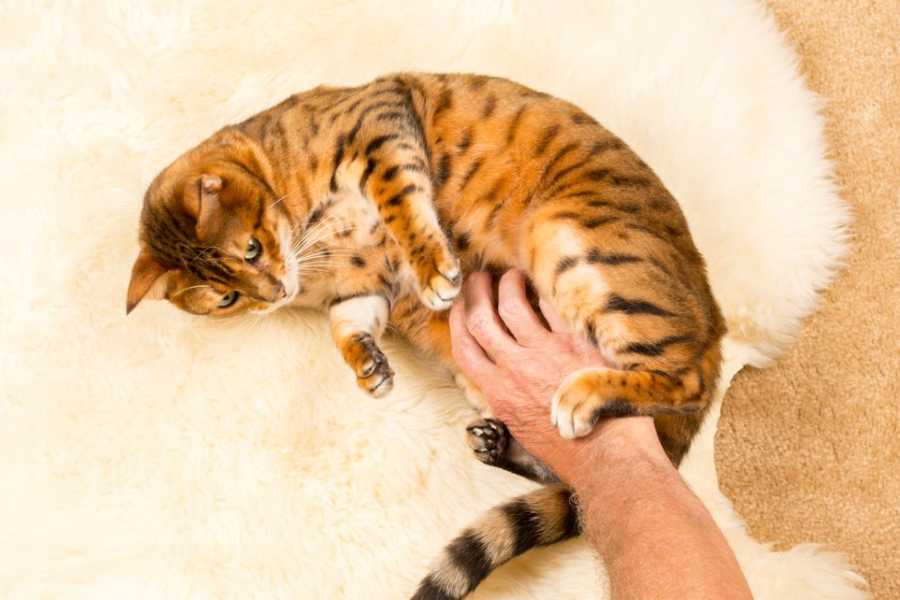 Understanding Your Cat's Body Language