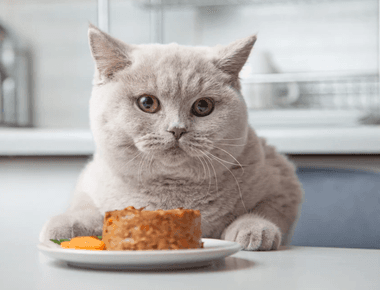 What Should Cats Eat? What To Look For & Avoid