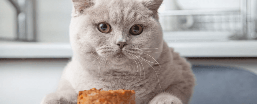 What Should Cats Eat? What To Look For & Avoid