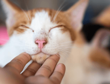 Is Cat Acne Contagious to Other Cats? 🐱