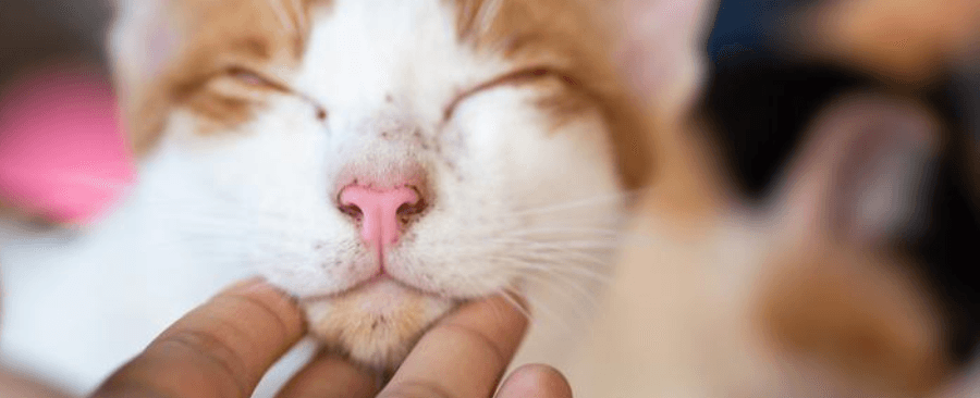 Is Cat Acne Contagious to Other Cats? 🐱