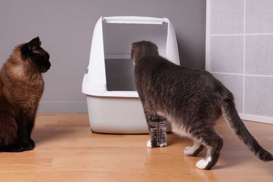 Addressing Litter Box Aversion