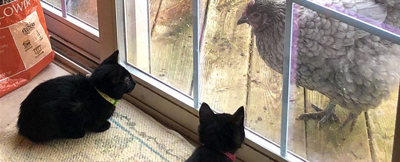 Will Cats Kill Chickens? Understanding the Risks and Prevention