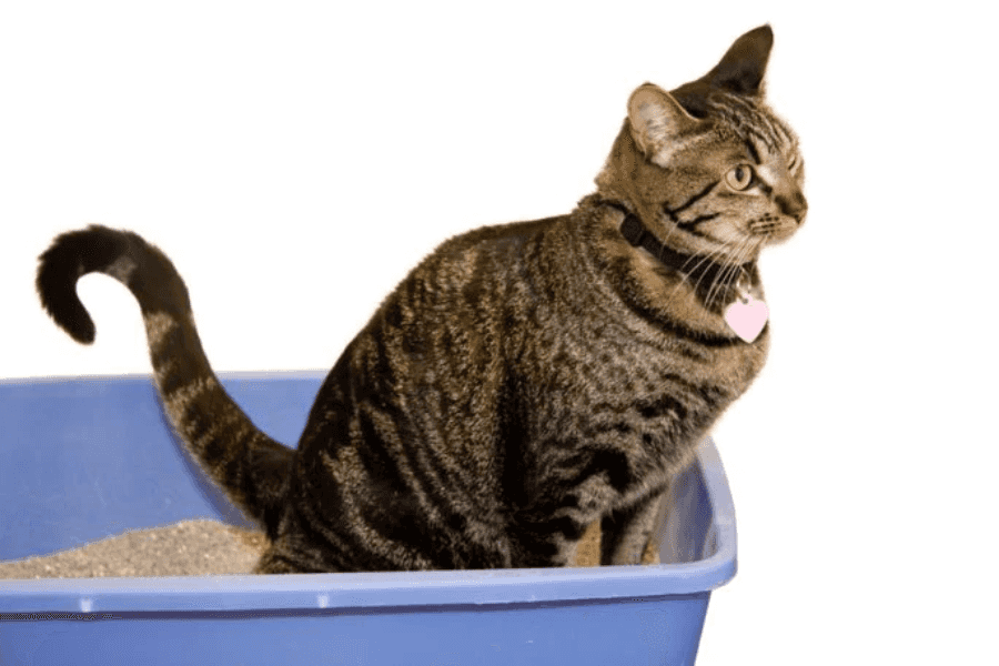 Is Cat Litter Dangerous for Dogs?