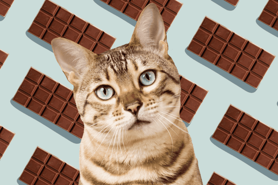 Symptoms of Chocolate Poisoning in Cats