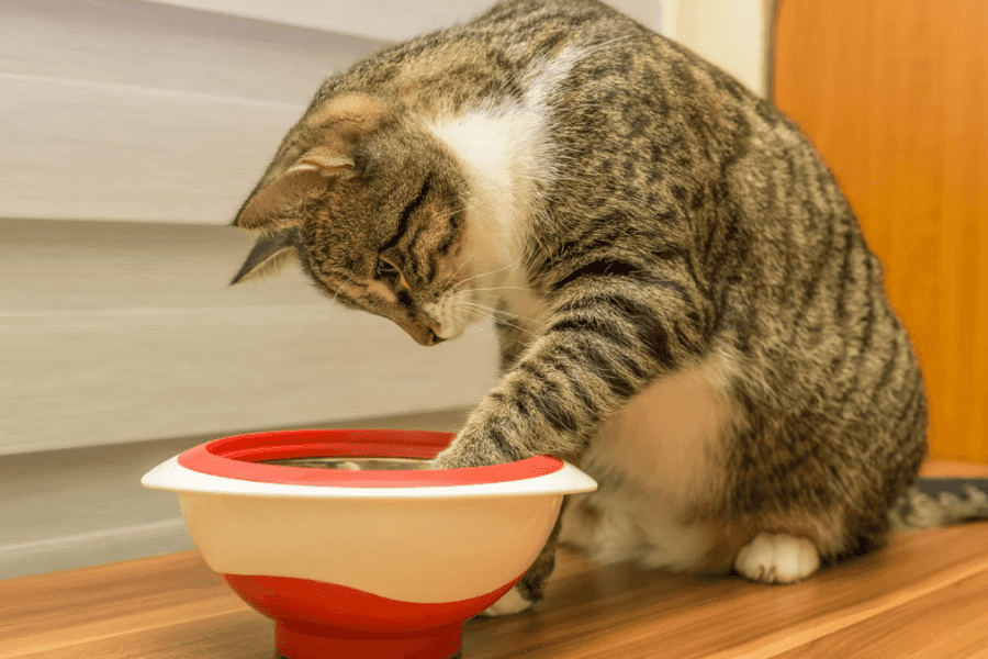 Understanding Cat Vomiting