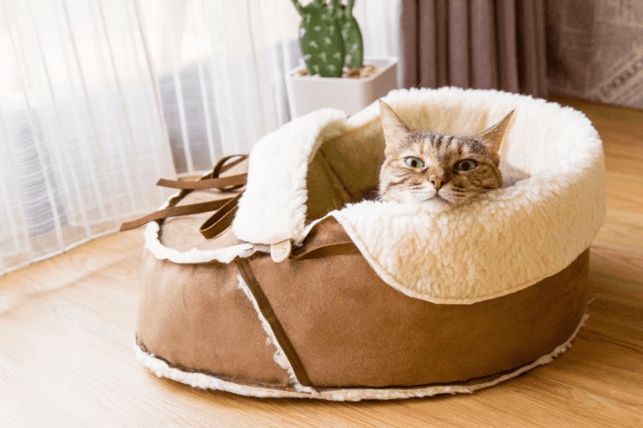 Cat Bed