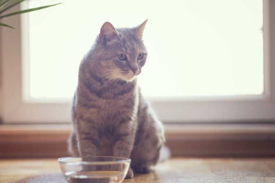 How to Prevent a Dehydrated Cat