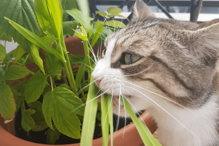 Understanding Your Cat's Behavior