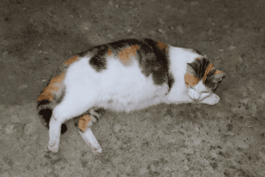 pregnant cat sleeping