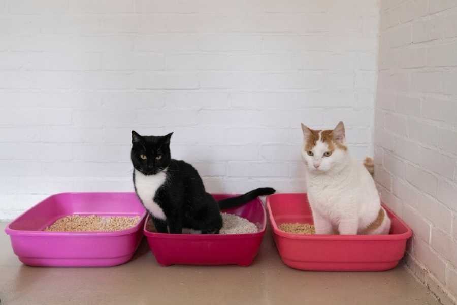 The Role of Cat Behavior in Litter Box Use