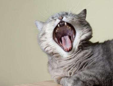 Why My Cat Has Bad Breath? Causes and Remedies