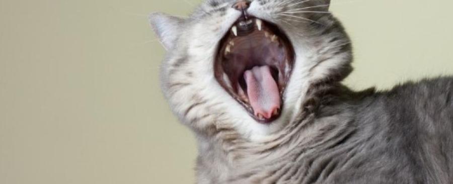 Why My Cat Has Bad Breath? Causes and Remedies