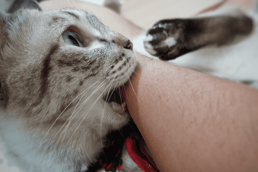 Cat bite symptoms