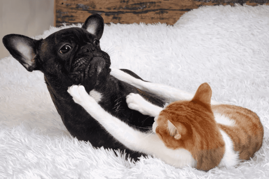 Miscommunication Between Cats and Dogs