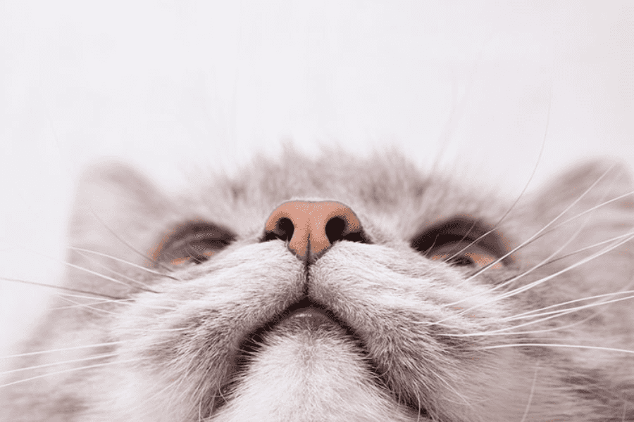 Why Are Cat Noses Wet?