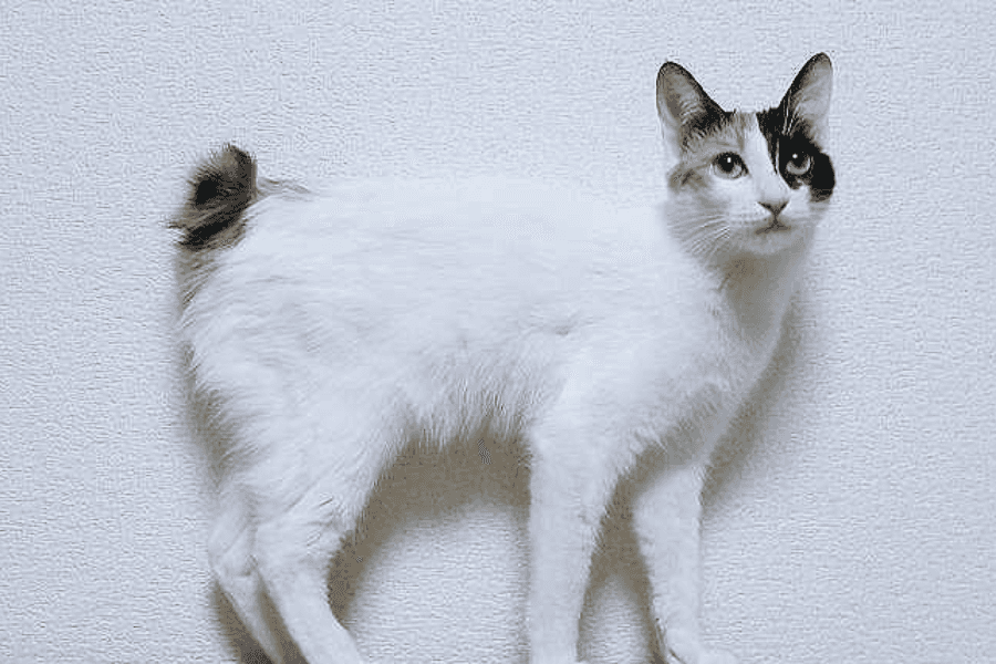 Japanese Bobtail Cat