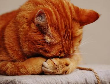 21 Warning Signs Your Cat is Crying for Help