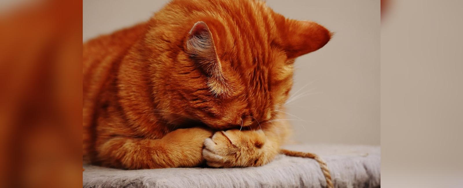 21 Warning Signs Your Cat is Crying for Help