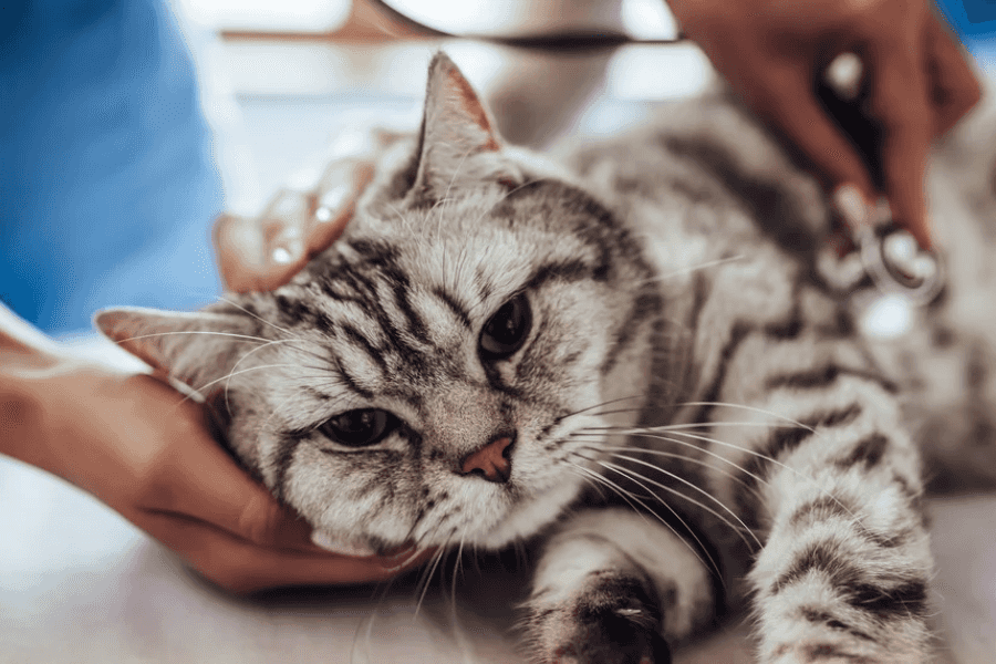 Treatment for Feline Herpes Virus