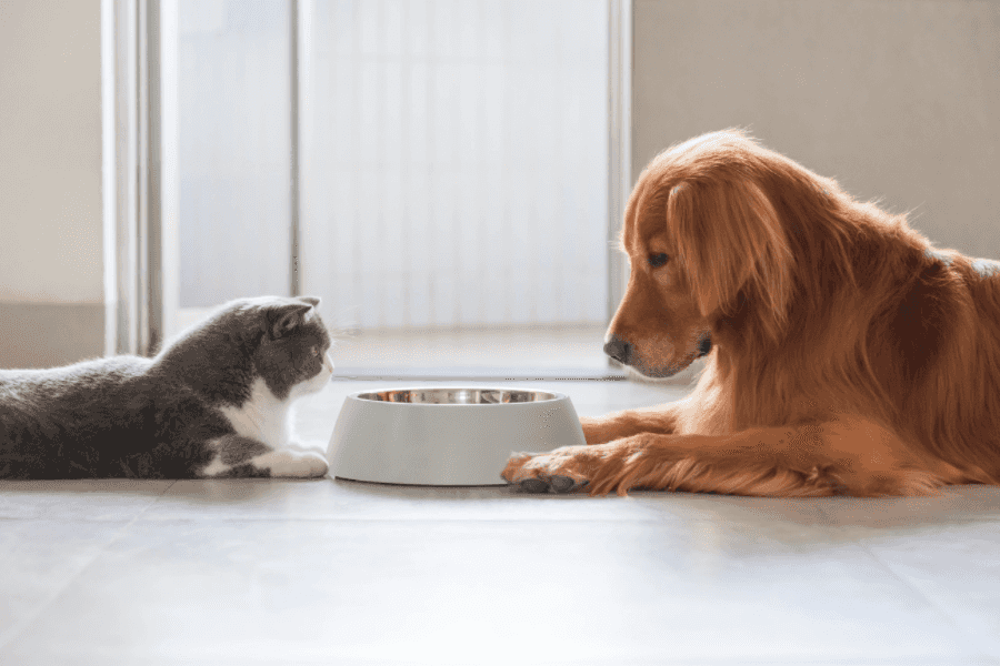 Cat Food is Richer and May Cause Obesity in Dogs