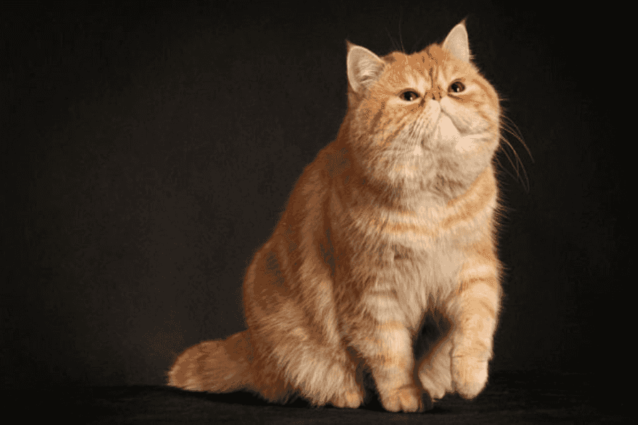 Garfield Cat Breed Facts