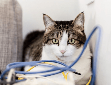 How To Keep Cat From Chewing Cords