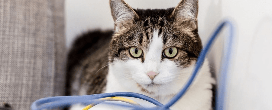 How To Keep Cat From Chewing Cords