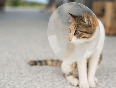 Why Should Cats Get Neutered? The Truth About Spaying and Neutering