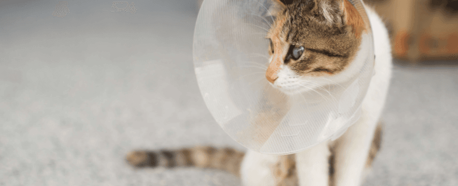 Why Should Cats Get Neutered? The Truth About Spaying and Neutering