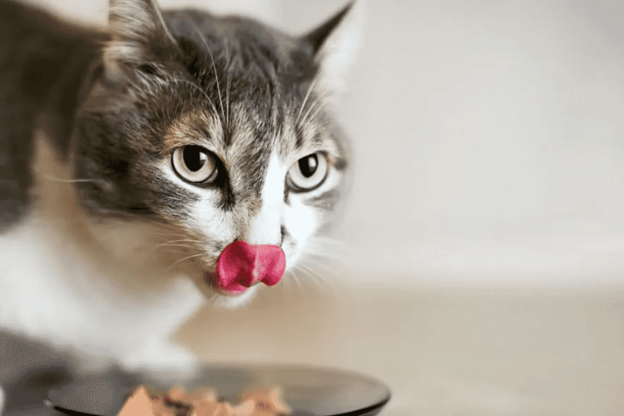 Cat Eating Wet Food