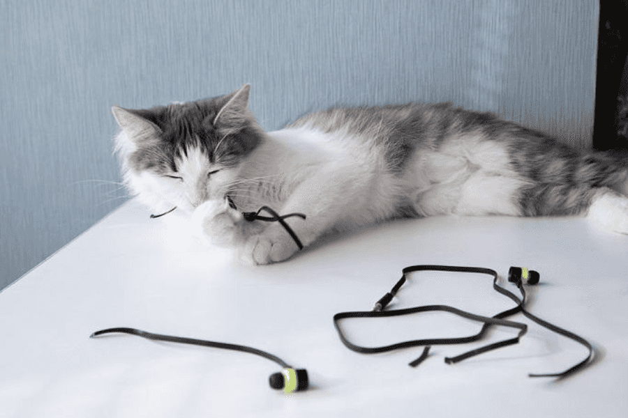 Dangers of Cord Chewing for Cats