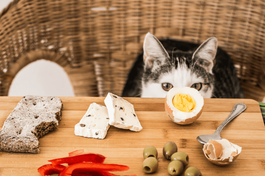 What's in Cat Food?