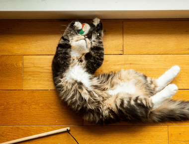 Things Cats Do and What They Mean? 9 Strange Cat Behaviors