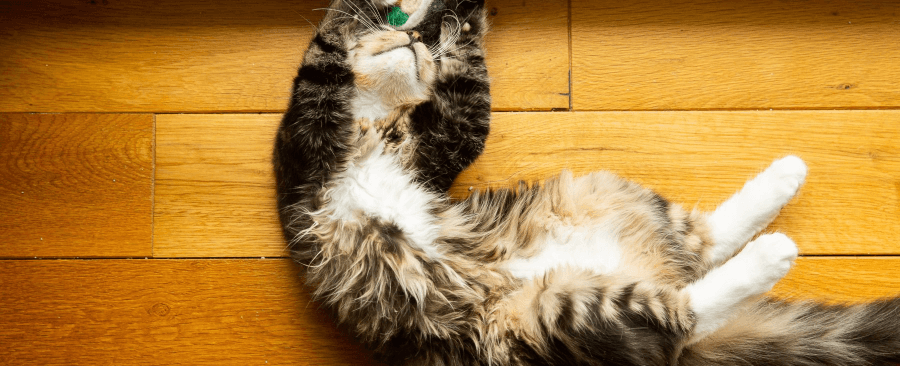Things Cats Do and What They Mean? 9 Strange Cat Behaviors