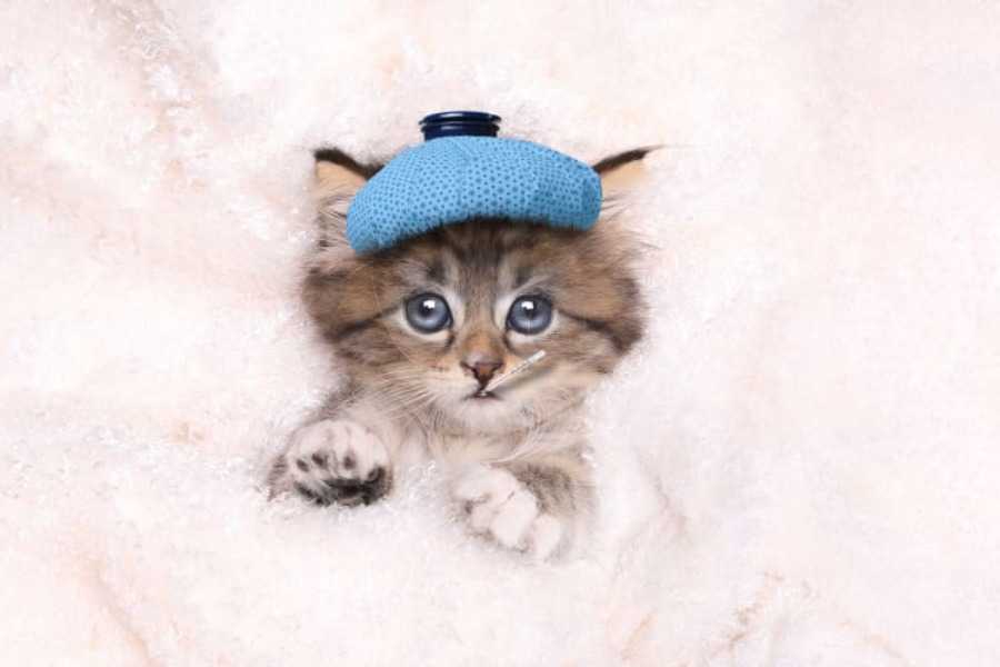 Can Cats Get Cold?