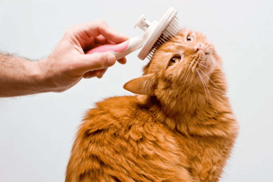How Often Should You Brush a Long-Haired Cat?