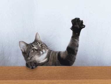 How To Stop Cat From Scratching Door? 9 Expert Tips