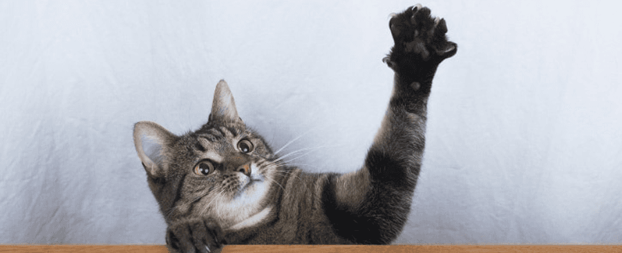 How To Stop Cat From Scratching Door? 9 Expert Tips