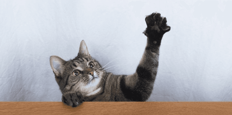 How To Stop Cat From Scratching Door? 9 Expert Tips