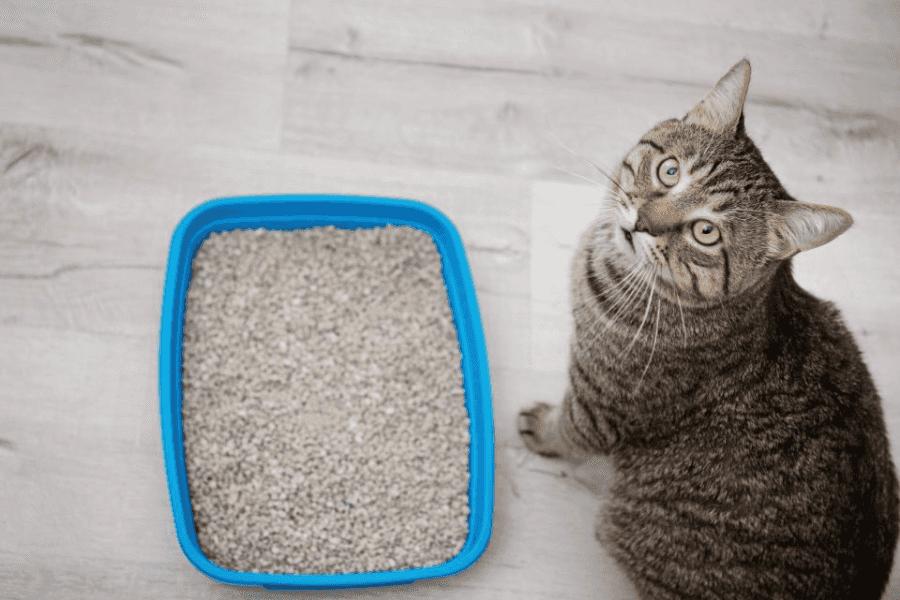 Litter Box Aversion